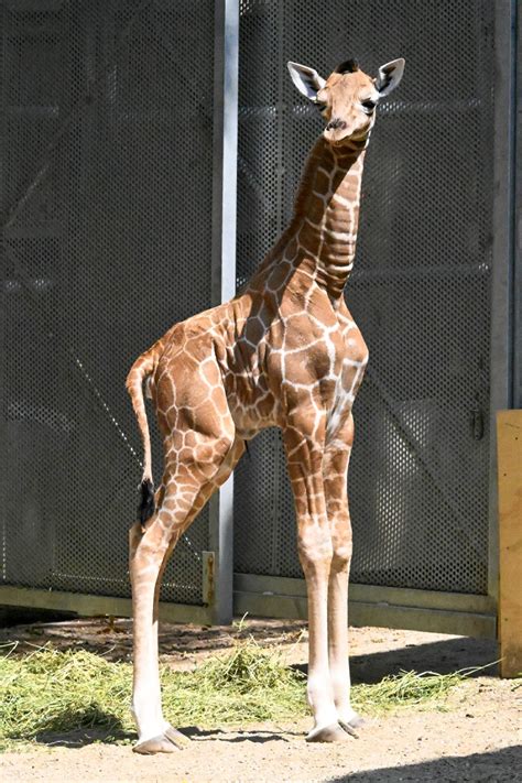 It’s a girl! Brookfield Zoo welcomes giraffe calf